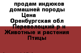 продам индюков домашней породы › Цена ­ 1 500 - Оренбургская обл., Переволоцкий р-н Животные и растения » Птицы   